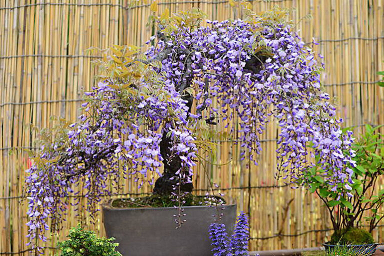 Wisteria Bonsai Care Completed Guide [Wisteria floribunda]