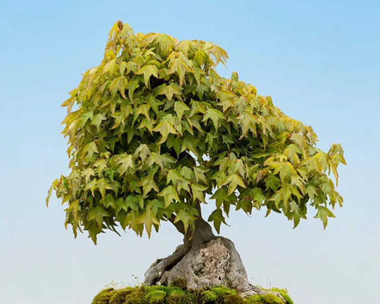 Trident Maple Bonsai Care Easy Guide [Acer Buergerianum]