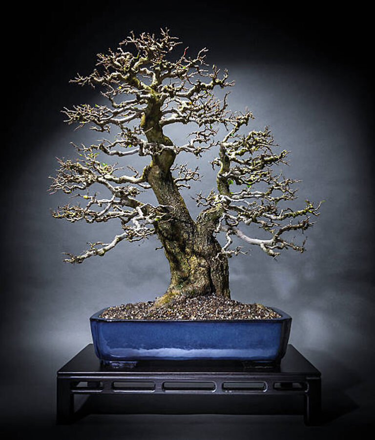 Korean Hornbeam Bonsai Care [Carpinus Turczaninowii]