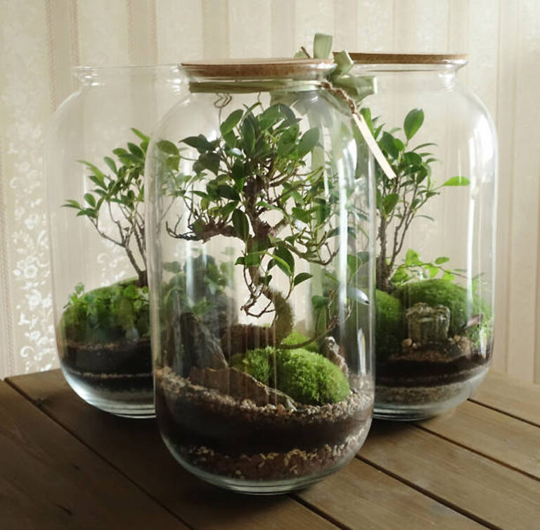 Can a bonsai tree live in a terrarium
