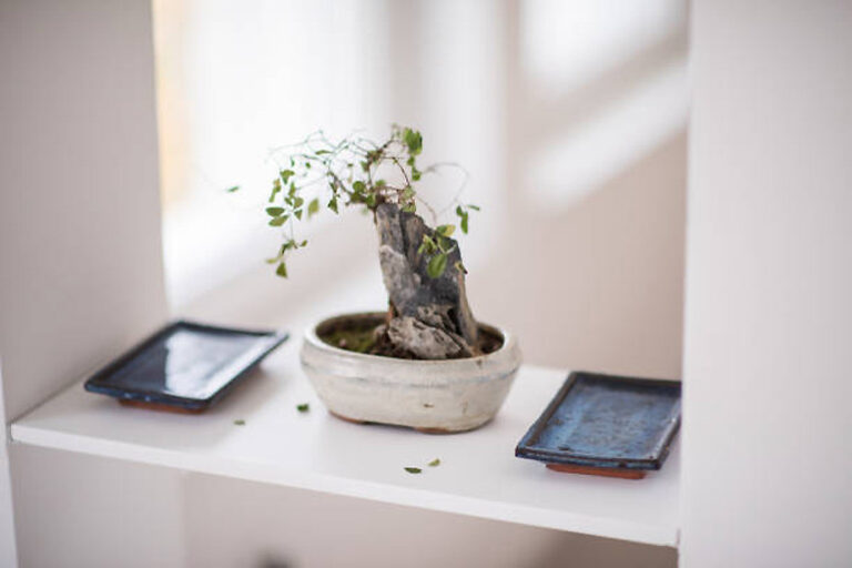Ficus Ginseng Bonsai Care Beginner Guide [Ficus retusa]