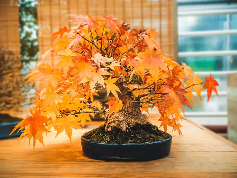 Trident Maple Live Tree Acer buergerianum Bonsai Tree Starter Tree 