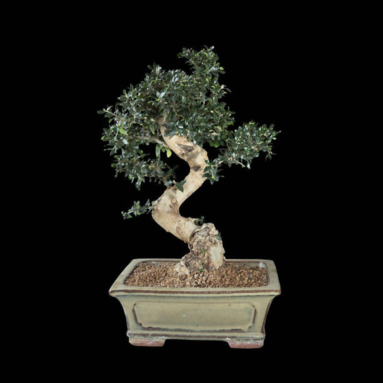 Black Olive Bonsai Care Steybystep Guide [Bucida spinosa]