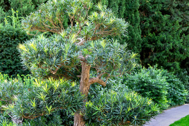 Podocarpus Bonsai Care Guide [Podocarpus Macrophyllus]