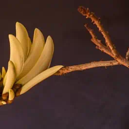 Bonsai coral care