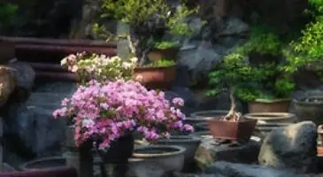 Camellia Bonsai [Camellia Japonica]