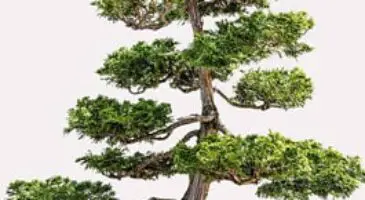 Hinoki bonsai [Chamaecyparis Obtusa]