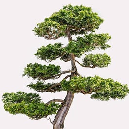 Hinoki bonsai