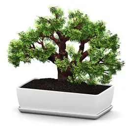 Baobab Bonsai