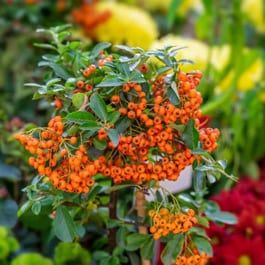 Sorbus Bonsai