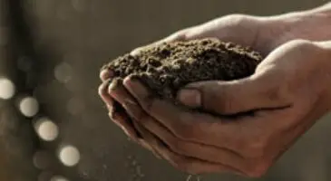 Can Bonsai soil be reused?