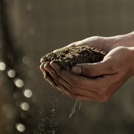 Can Bonsai soil be reused