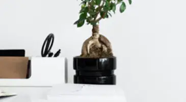 Can Bonsai tree live in an office? 