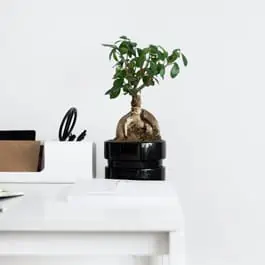 Can Bonsai tree live in an office
