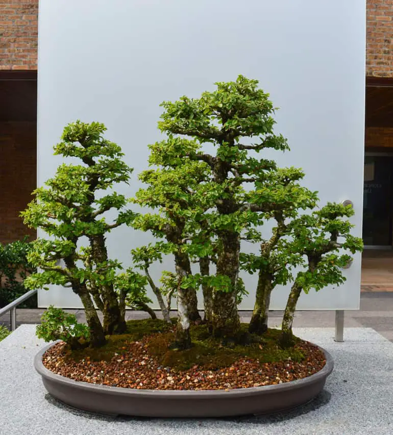 Can a Bonsai pot be too big