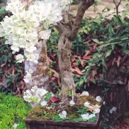 Can a pot be too big for a Bonsai tree? 
