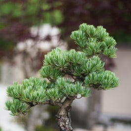 Do you have to wire a Bonsai tree