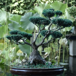 How to water Bonsai when on vacation?