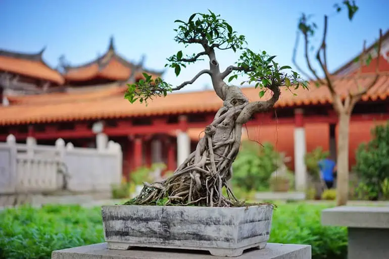 Why everyone love Bonsai